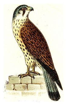 Common kestrel, vintage engraved illustration. From Deutch Birds of Europe Atlas.
