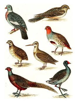 Wood pigeon, Nighthawk, Partridge, Quail, Snipe, Pheasant, Moorhen, vintage engraved illustration. From Deutch Birds of Europe Atlas.
