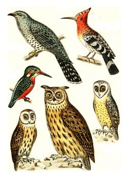 Cuckoo, Hoopoe, Kingfisher, Barn Owl, Brown owl, Eagle Owl, vintage engraved illustration. From Deutch Birds of Europe Atlas.
