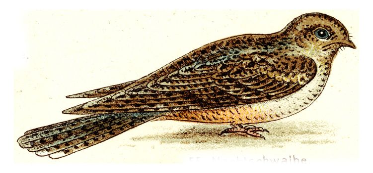 Nighthawk, vintage engraved illustration. From Deutch Birds of Europe Atlas.
