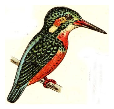 Kingfisher, vintage engraved illustration. From Deutch Birds of Europe Atlas.
