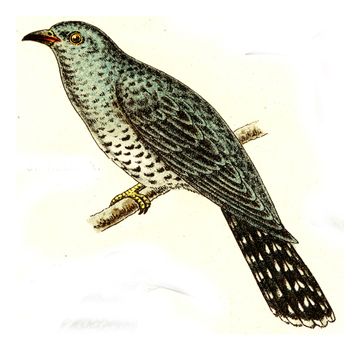 Cuckoo, vintage engraved illustration. From Deutch Birds of Europe Atlas.
