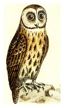 Brown owl, vintage engraved illustration. From Deutch Birds of Europe Atlas.
