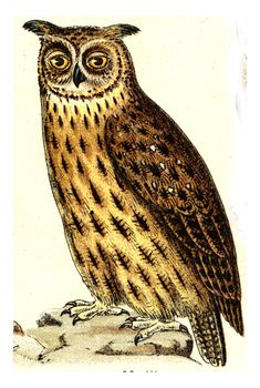 Eagle Owl, vintage engraved illustration. From Deutch Birds of Europe Atlas.
