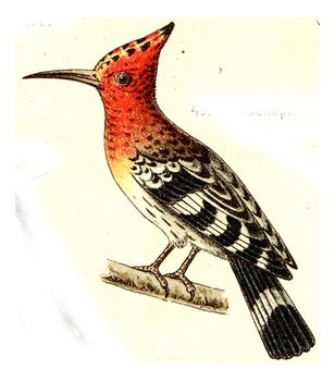 Hoopoe, vintage engraved illustration. From Deutch Birds of Europe Atlas.
