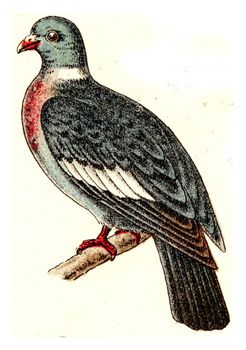 Wood pigeon, vintage engraved illustration. From Deutch Birds of Europe Atlas.
