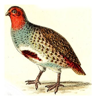 Partridge, vintage engraved illustration. From Deutch Birds of Europe Atlas.
