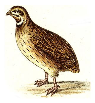 Quail, vintage engraved illustration. From Deutch Birds of Europe Atlas.
