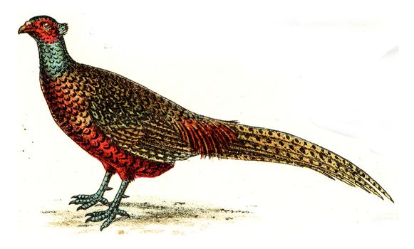 Pheasant, vintage engraved illustration. From Deutch Birds of Europe Atlas.
