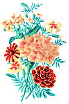 Tagetes lucida, vintage engraved illustration.
