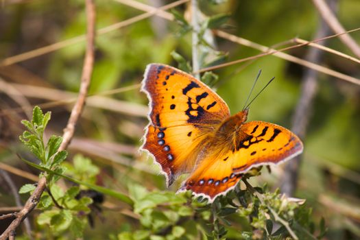 Bright orange colored african wild butterfly (Junonia sp.) sitting with wings spread on a branch in lush green forest meadow, Limpopo, South Africa