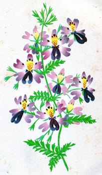 Schizanthus pinnatus, vintage engraved illustration.
