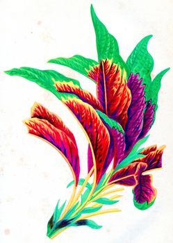 Amaranth bicolor, vintage engraved illustration.
