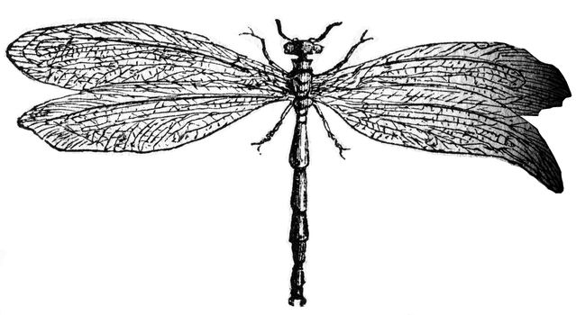 Myrmeleon, vintage engraved illustration.
