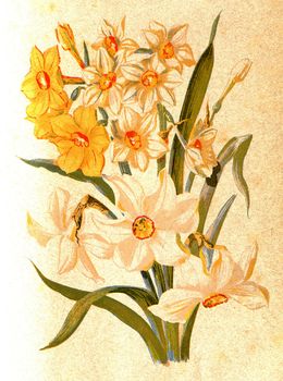 Narcissus, vintage engraved illustration.

