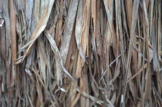Close up view , dry straw thatch roof of traditional 