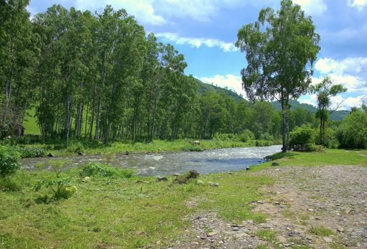 A small meadow on the banks of a mountain river surrounded by tall trees. Altai, Siberia, Russia.