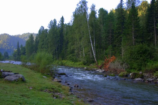 Fragment of a fast mountain river flowing through the forest. Altai, Siberia, Russia.