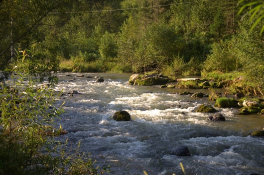 The swift mountain river carries its waters in the rocky shores through the morning forest. Altai, Siberia, Russia.