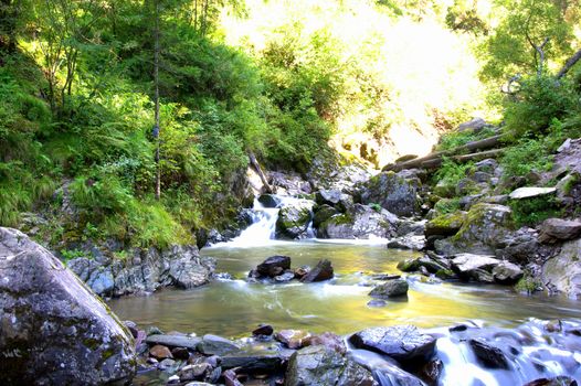 The swift mountain river carries its waters in the rocky shores through the morning forest. Altai, Siberia, Russia.