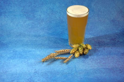 Tall glass glass of wheat beer, hops and ear on a blue background. Close-up.