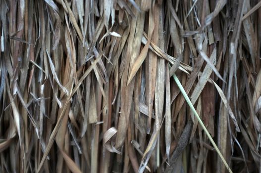 Close up view , dry straw thatch roof of traditional 