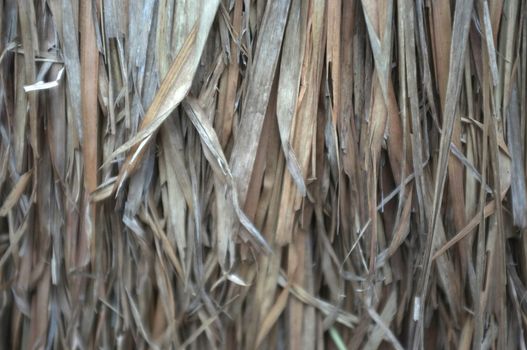 Close up view , dry straw thatch roof of traditional 