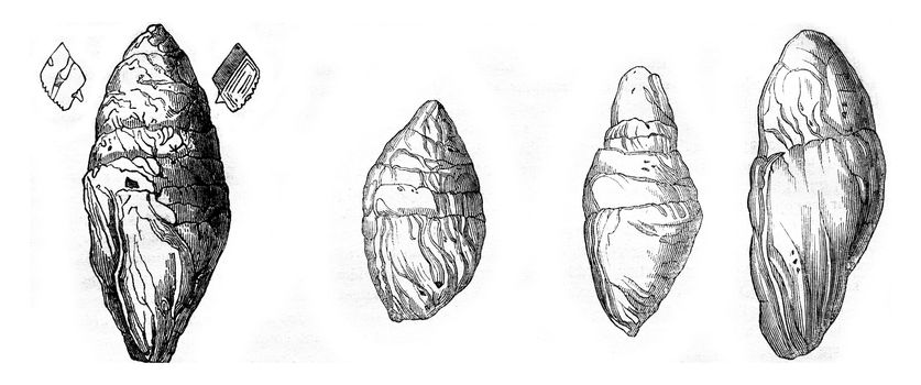 Coprolite the Lias at Lyme Regis, Other Coprolites Lyme, vintage engraved illustration. Magasin Pittoresque 1844.
