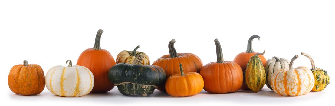 Many various pumpkins isolated on white background , Halloween or Thanksgiving day concept