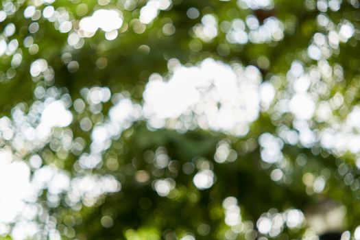 Bokeh of light from leaves of tree in forest use as background.