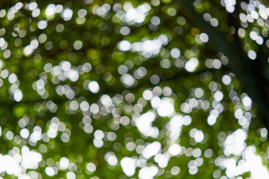 Bokeh of light from leaves of tree in park use as background.