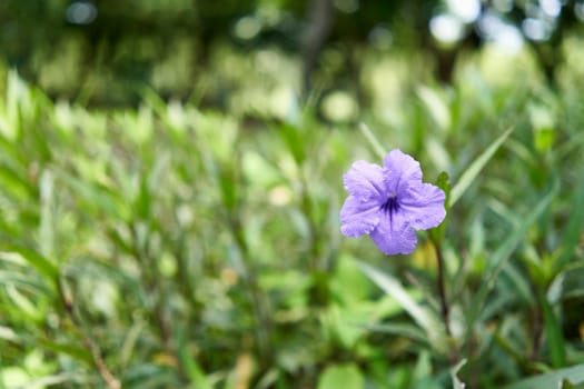 Ruellia tuberosa or Toi ting flower have violet color and green leaf tapering with copy space.