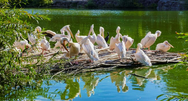 group of pelican birds on small island in the water