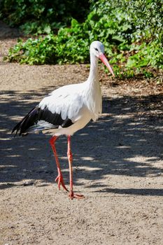 single stork bird walking in the city park