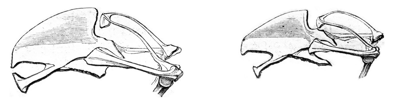 Sterna of Northern Wheatears, vintage engraved illustration. Magasin Pittoresque 1852.
