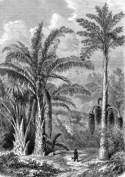 Palm Tree, Raphia of Madagascar, Caryota the Malabar, vintage engraved illustration. Magasin Pittoresque 1870.
