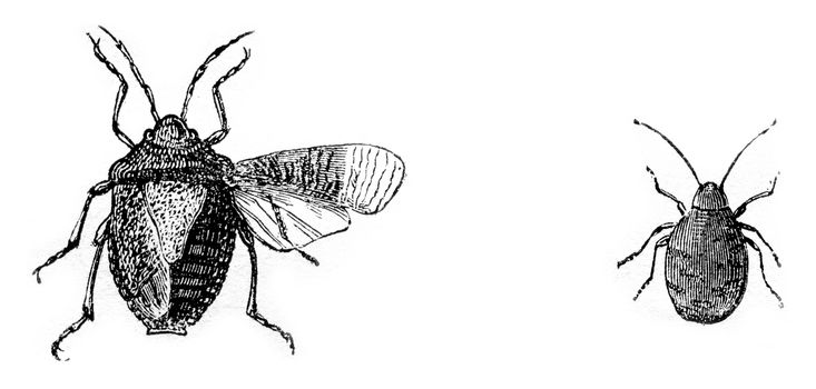 Fig 7. Bug wood (gray stink), Fig 8. larva bug woods, vintage engraved illustration. Magasin Pittoresque 1870.
