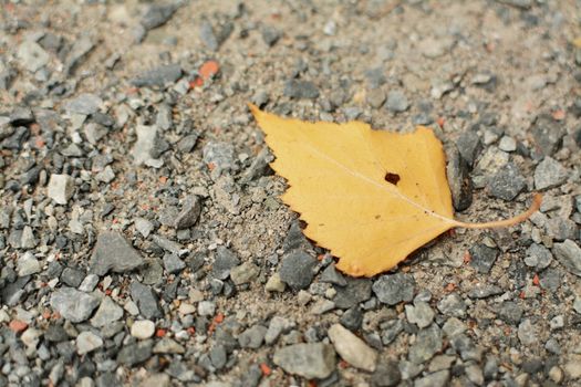 Yellow autumn leaf on the old destroyed asphalt with stones