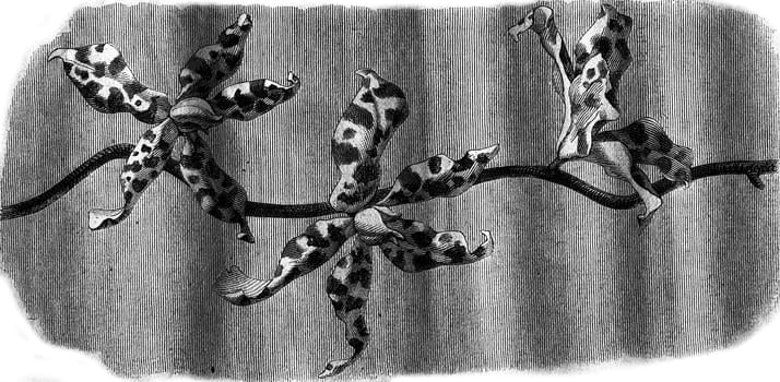 Orchid, Flowers Renanthera Lowii, vintage engraved illustration. Magasin Pittoresque 1876.
