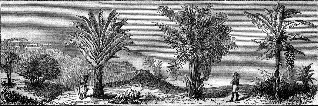 Model composition, the Travellers Tree, the Sago, the Banamer, vintage engraved illustration. Magasin Pittoresque 1877.
