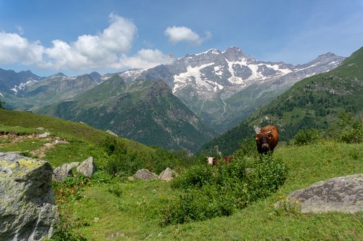 Alpine hikes in beautiful landscape tourism summer