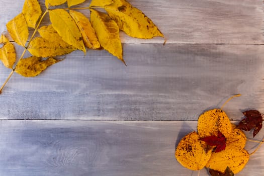 Red, yellow, orange autumn leaves, as well as berries and cones lie on wooden boards. Background image.