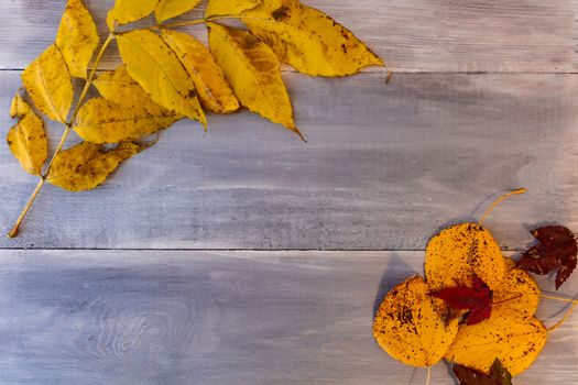 Red, yellow, orange autumn leaves, as well as berries and cones lie on wooden boards. Background image.