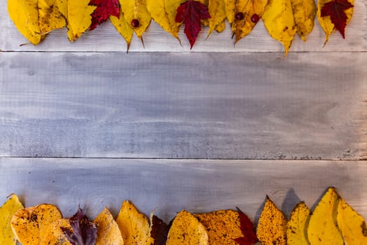 Red, yellow, orange autumn leaves, as well as berries and cones lie on wooden boards. Background image.