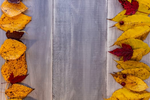 Red, yellow, orange autumn leaves, as well as berries and cones lie on wooden boards. Background image.