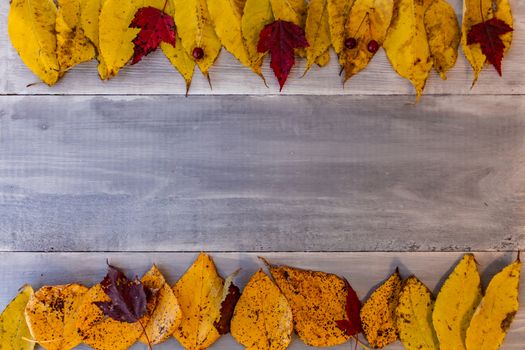 Red, yellow, orange autumn leaves, as well as berries and cones lie on wooden boards. Background image.