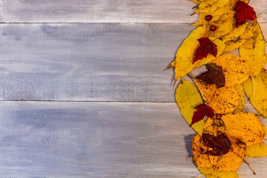 Red, yellow, orange autumn leaves, as well as berries and cones lie on wooden boards. Background image.