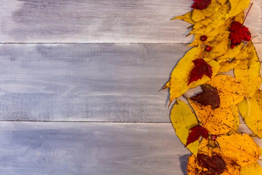 Red, yellow, orange autumn leaves, as well as berries and cones lie on wooden boards. Background image.