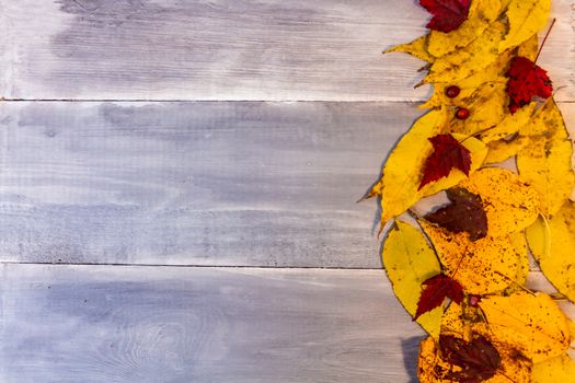 Red, yellow, orange autumn leaves, as well as berries and cones lie on wooden boards. Background image.