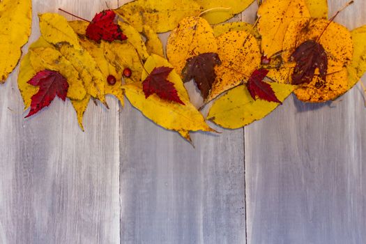 Red, yellow, orange autumn leaves, as well as berries and cones lie on wooden boards. Background image.